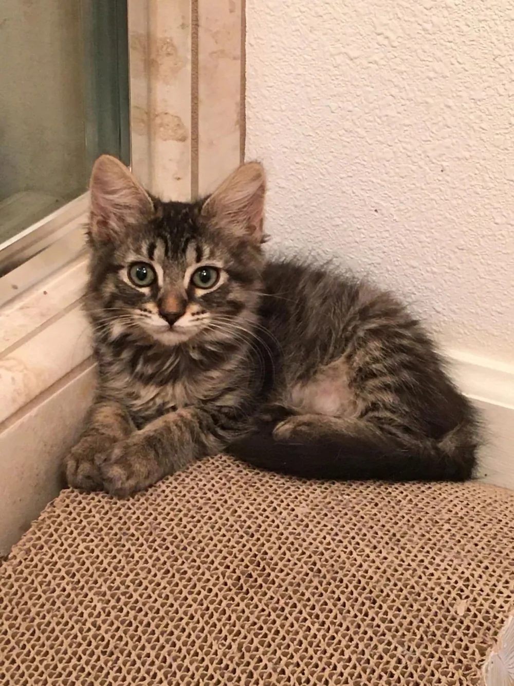 A brown tabby kitten resting on a cardboard scratcher by a window