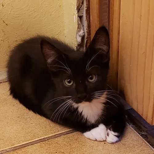 20220707, an adopted cat