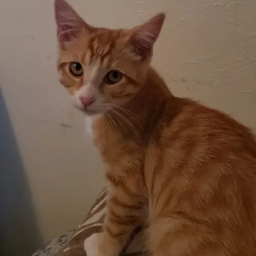 20220707, an adopted cat