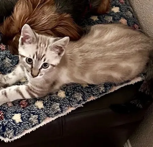 Abigail, an adopted cat