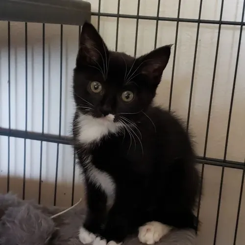 Ali, an adopted cat
