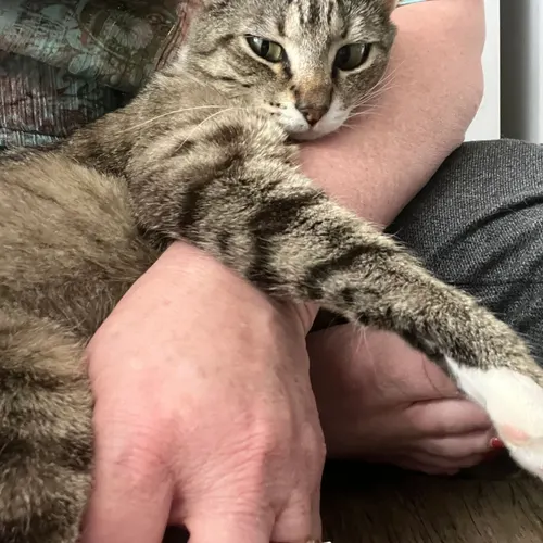 Alley, an adopted cat