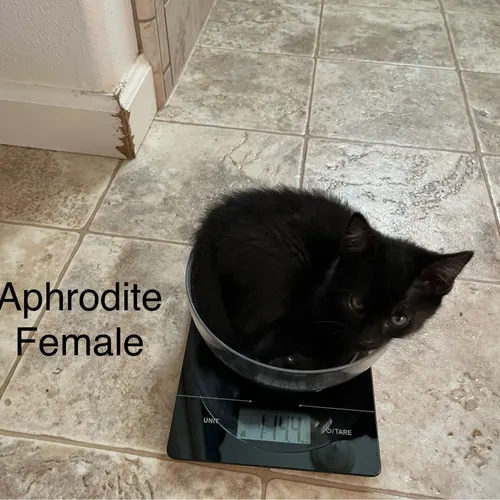 Aphrodite Cafe, an adopted cat