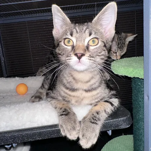 Argyle, an adopted cat