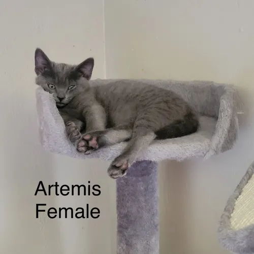 Artemis Cafe, an adopted cat