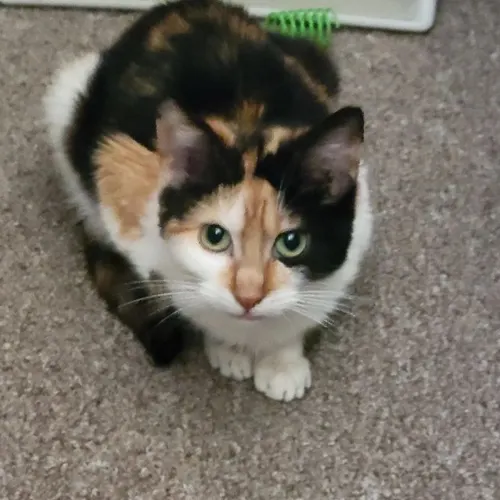 Autumn, an adopted cat