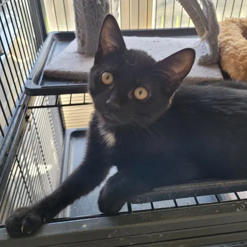 Bat Girl, an adopted cat