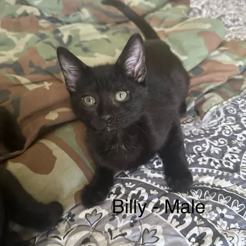 Billy Cafe, an adopted cat