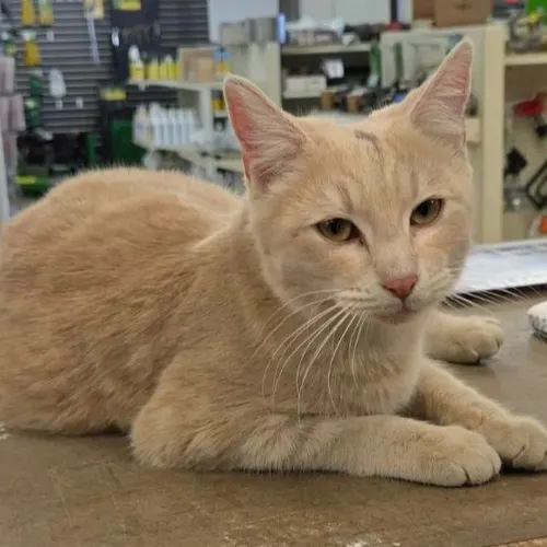 Bonnie, an adopted cat