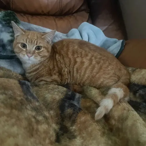 Boots, an adopted cat