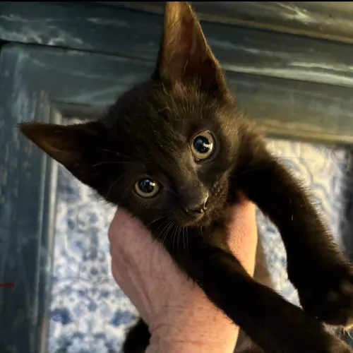 Brie, an adopted cat