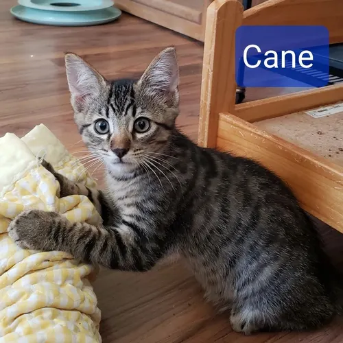 Cane, an adopted cat