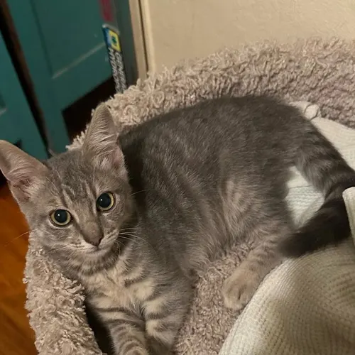Cedar, an adopted cat