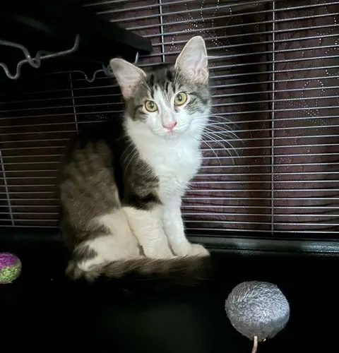 Checkers, an adopted cat