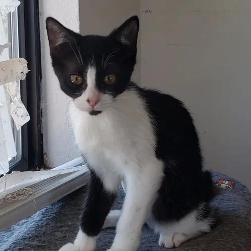 Chickpea, an adopted cat