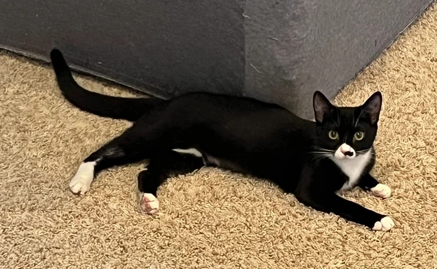 Chips, a cat available for adoption