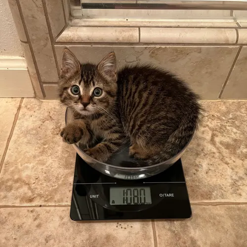 Crawford, an adopted cat