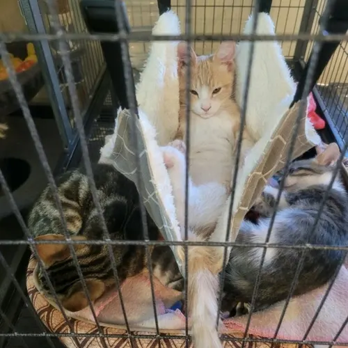 Creamsicle, an adopted cat