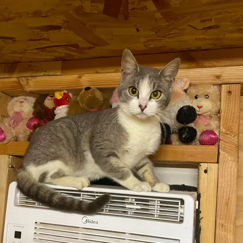Dakota, an adopted cat