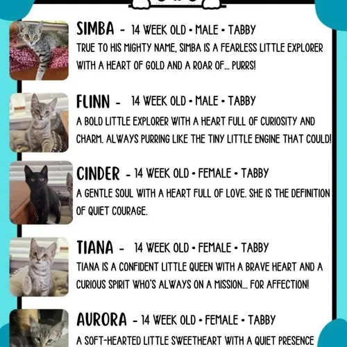 Disney Group, an adopted cat