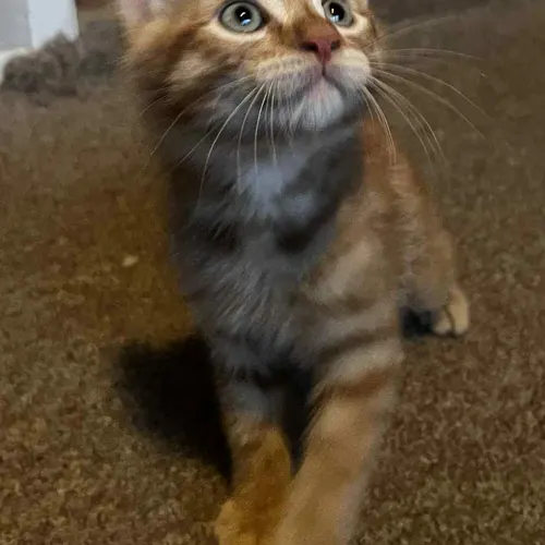 Dobby, an adopted cat