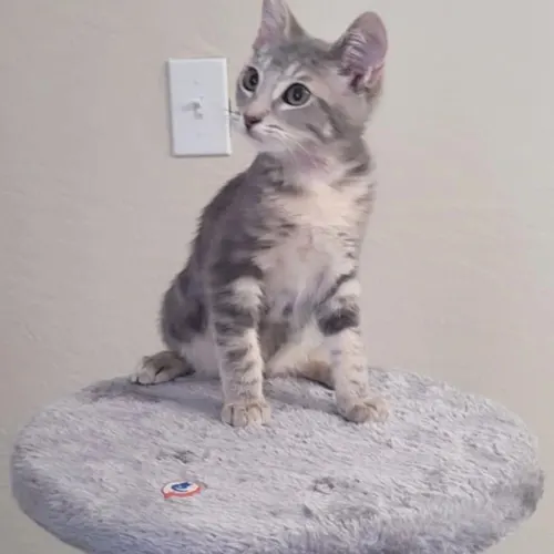 Doe, an adopted cat