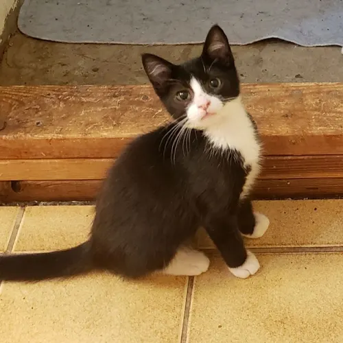 Echo, an adopted cat