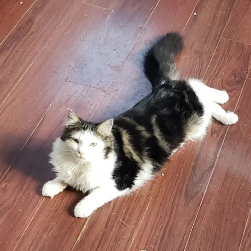 Eclipse, an adopted cat