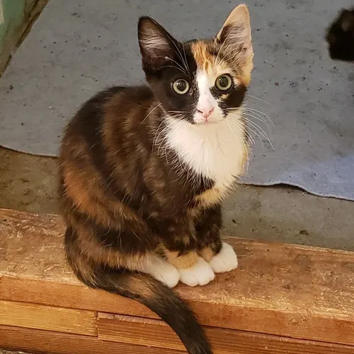Eliza, an adopted cat