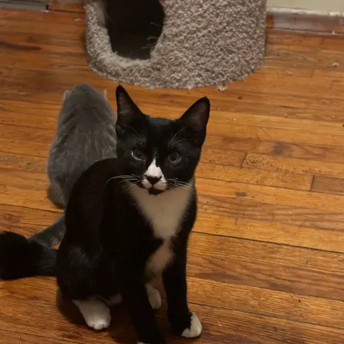 Elmo, an adopted cat