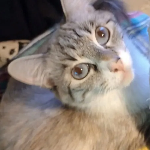 Elsa, an adopted cat