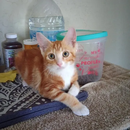 Elton, an adopted cat