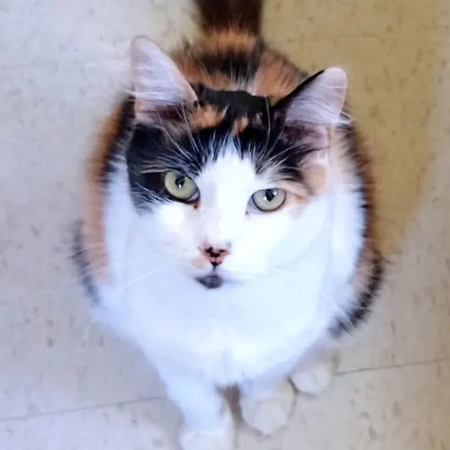 Epic, an adopted cat