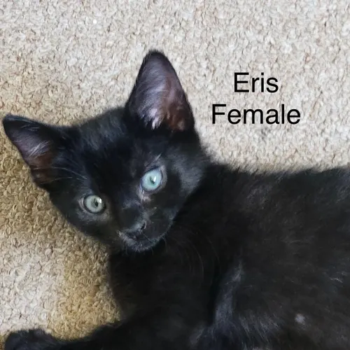 Eris Cafe, an adopted cat