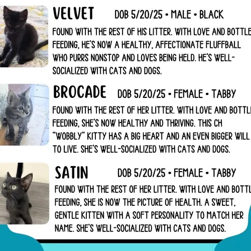 Fabric Group, an adopted cat