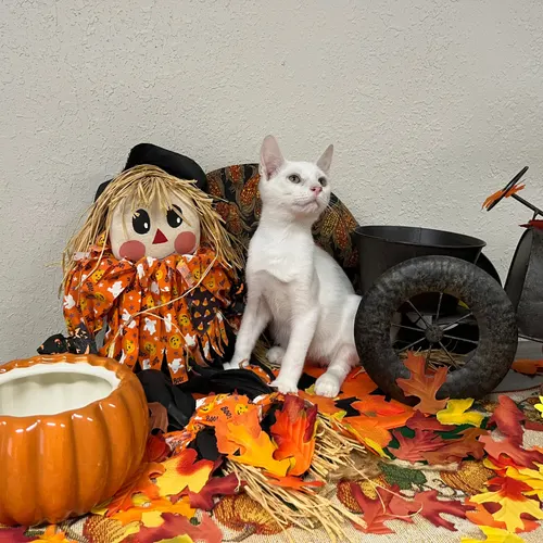 Fenway, an adopted cat