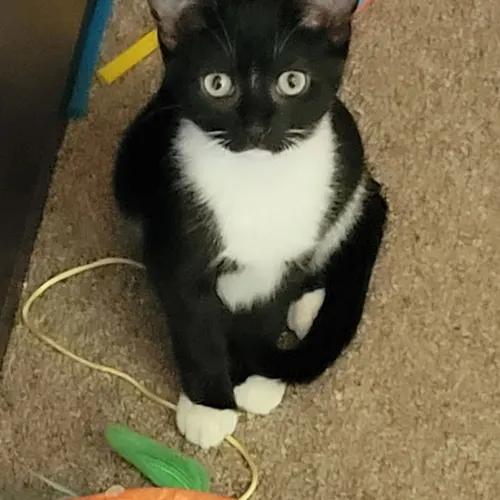 Flint, an adopted cat