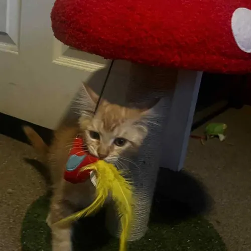 Freida, an adopted cat
