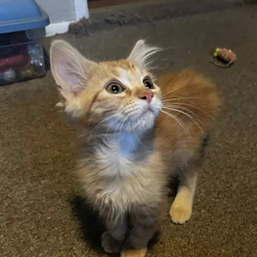 Georgette, an adopted cat