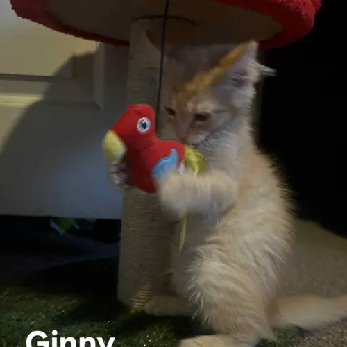 Ginny, an adopted cat