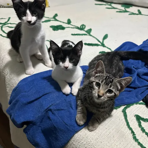 GMC Kitties, an adopted cat