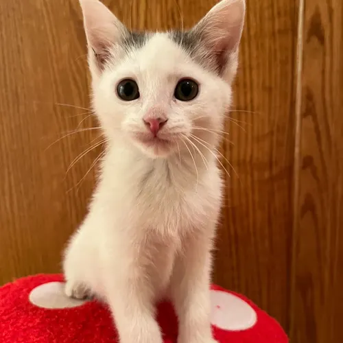 Harley, an adopted cat