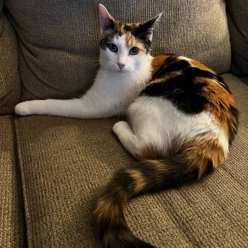 Hennessey, an adopted cat