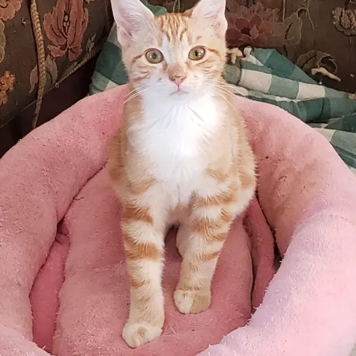 Hickory, an adopted cat