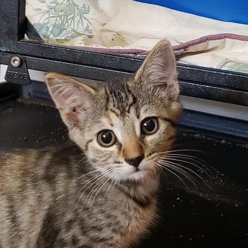 Honey, an adopted cat