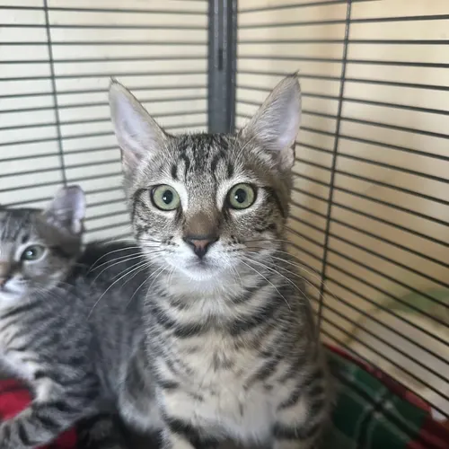 Hux, an adopted cat