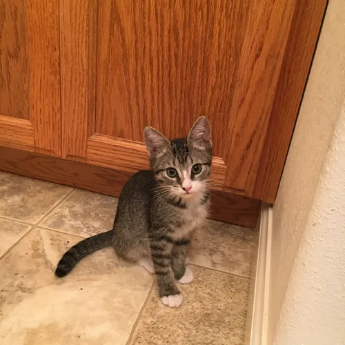 Img, an adopted cat