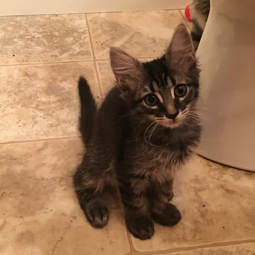 Img, an adopted cat