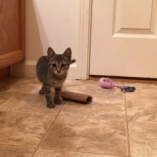 Img, an adopted cat