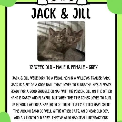 Jack Jill, an adopted cat